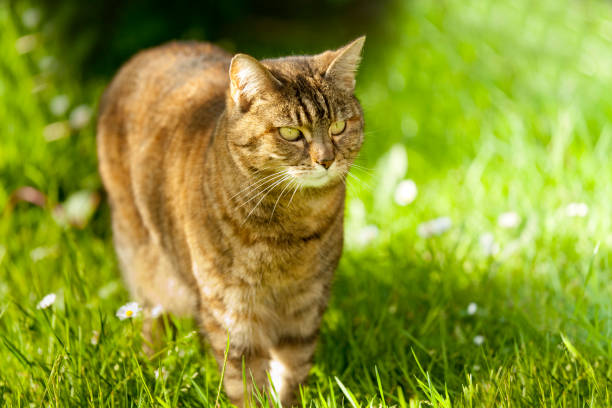istock Brown Cat in grass wallpapper - sunshine 165981451