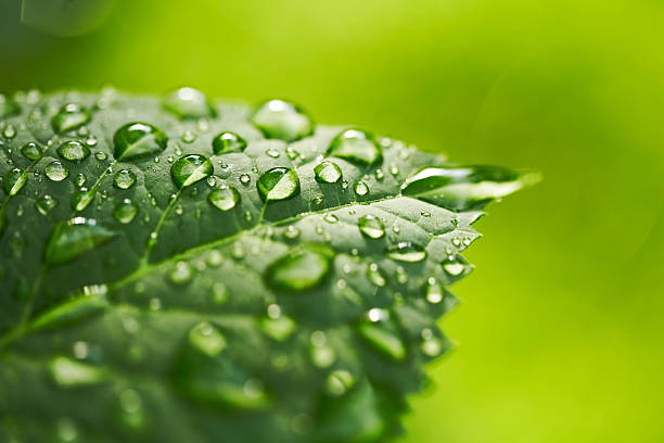hoja con gota de agua sobre fondo verde - lluvia fotos fotografías e imágenes de stock