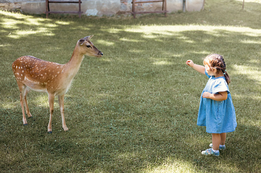 Child feeding wild deer at outdoor safari park. Little girl watching reindeer on a farm. Kid and pet animal. Family summer trip to zoological garden.