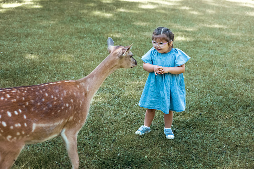 Child feeding wild deer at outdoor safari park. Little girl watching reindeer on a farm. Kid and pet animal. Family summer trip to zoological garden.
