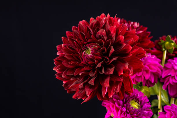 istock Pink flowers on Black 1659828422