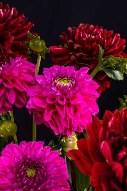 istock Pink flowers on Black 1659829462