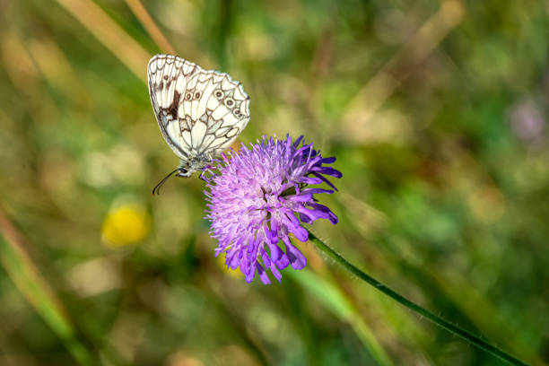istock Beautiful butterfly on purple flower 1659833250