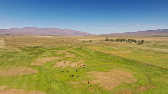 Cattle Grazing Near Coleville, CA - Aerial