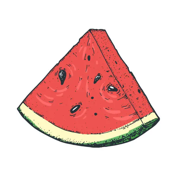 Vector illustration of Watermelon slice vector illustration. Hand drawn illustration.