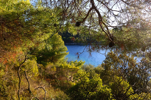 Pine tree growing by the sea. Beautiful Mediterranean landscape.