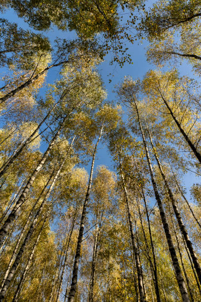istock Autumn forest with a large number of birch trees 1659858396