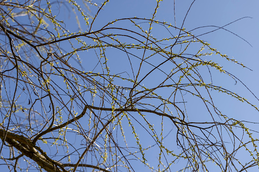 leafless willow trees in the spring season, beautiful bare willow branches of deciduous trees after winter