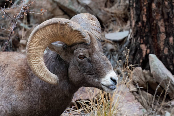 istock Bighorn sheep, Ram, male animal 1659858627