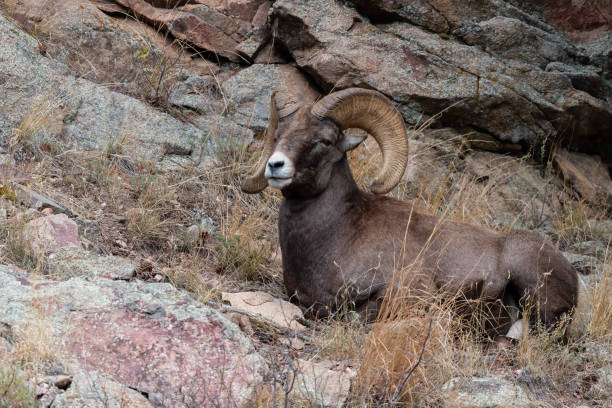 istock Bighorn sheep, Ram, male animal 1659858633