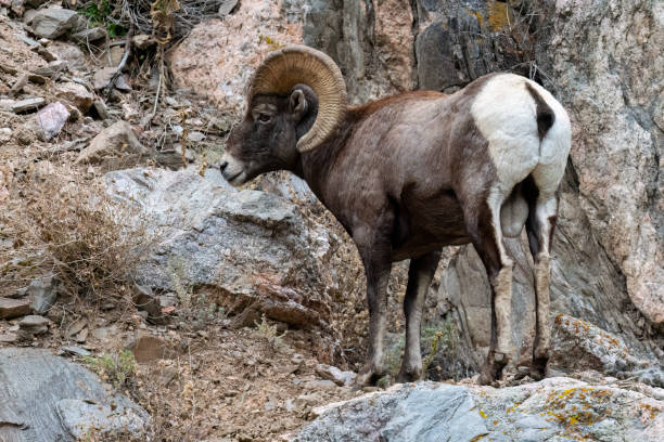 istock Bighorn sheep, Ram, male animal 1659858988