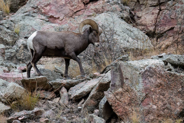 istock Bighorn sheep, Ram, male animal 1659859399