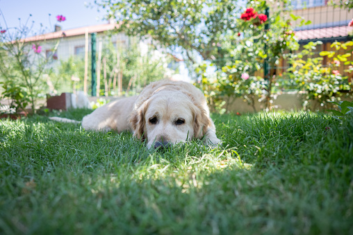 Portrait of beautiful Golden Retriever lying on grass nature in back yard.