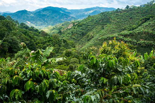 Mountainous landscape of southwestern Antioquia with mountains full of coffee plants