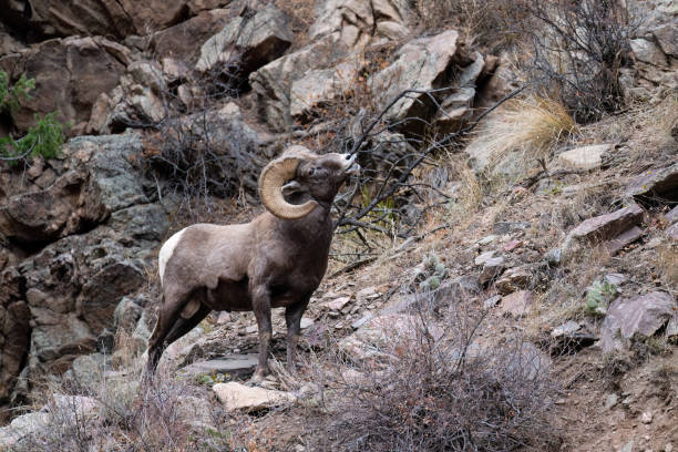 istock Bighorn sheep, Ram, male animal 1659862613