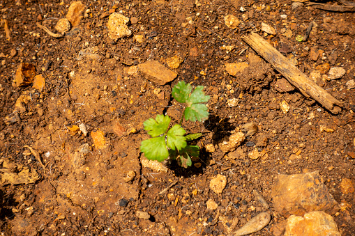 Small Parsley plant growing in the vegetable garden