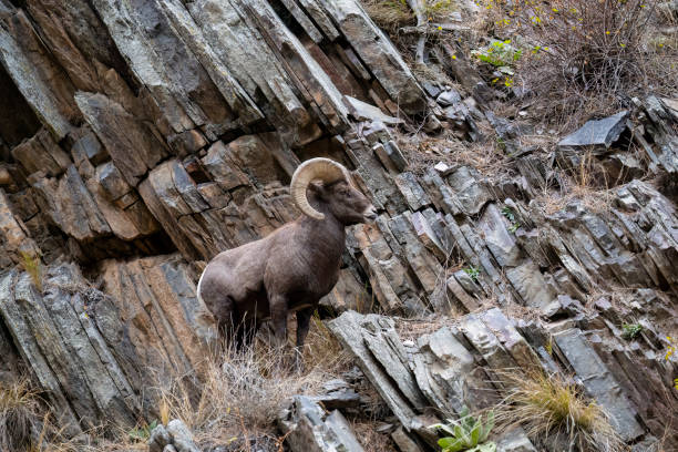 istock Bighorn sheep, Ram, male animal 1659865306
