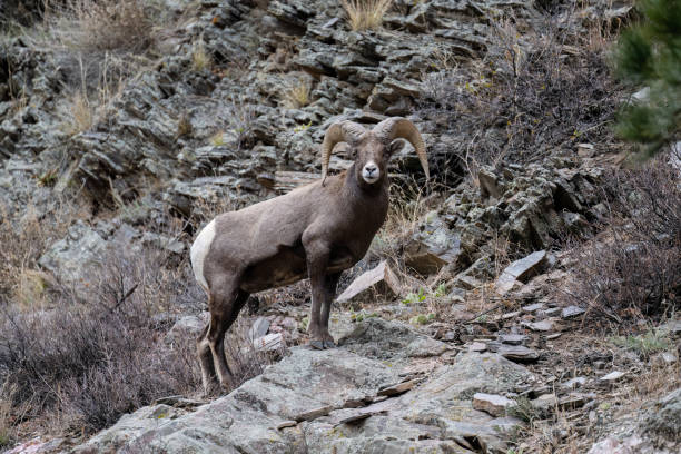 istock Bighorn sheep, Ram, male animal 1659867517