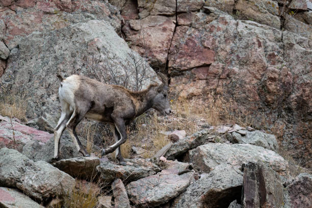 istock Bighorn sheep, Ram, young male animal 1659870047