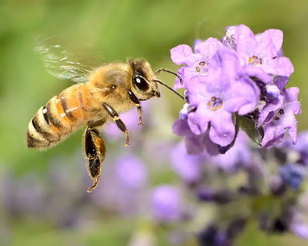 A Macro Shot of a Honey Bee Flying towards purple flowers
