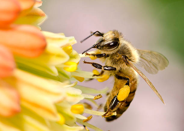 macro di miele ape vola api (mellifera) atterrare su fiori gialli - ape domestica foto e immagini stock