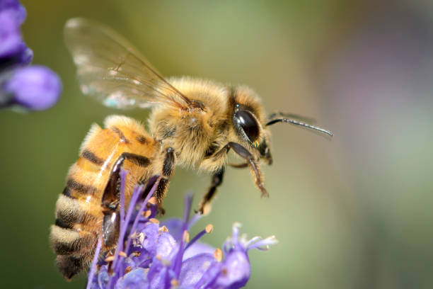 Autumn aster with a honey bee