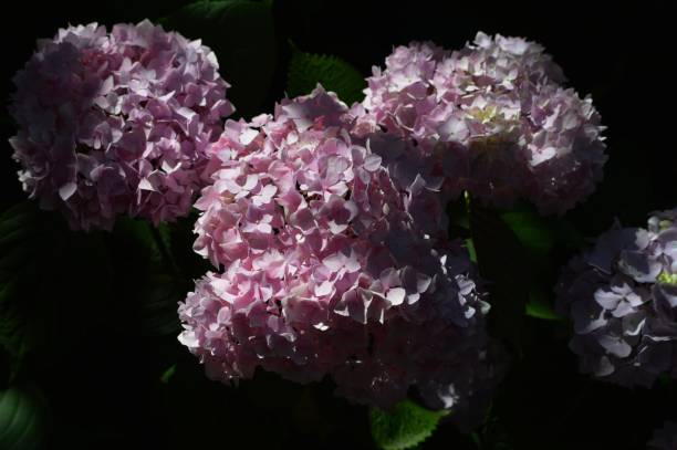 istock hotenzia bloomed in the yard 1659877236