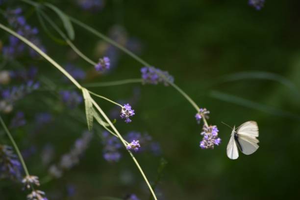 istock white butterfly and purple lavender flower 1659886218
