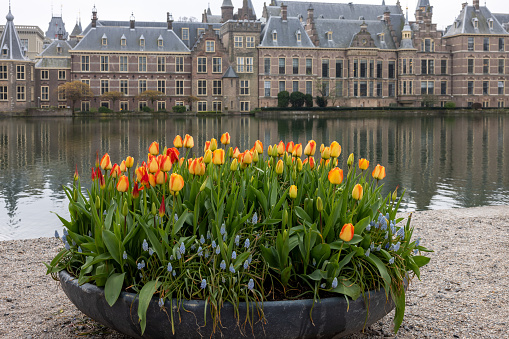 The Hague, Netherlands - April 17, 2023:  A flower bed with blooming tulips in front of Binnenhof - Dutch Parliament with Hofvijver pond, The Hague, The Netherlands;