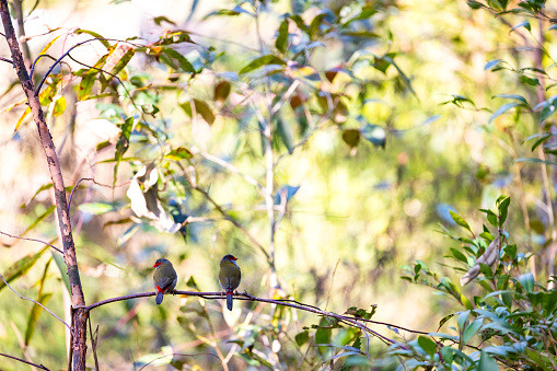 Two small birds sitting on tree branch in sunny day, Red browed finch, background with copy space, full frame horizontal c composition
