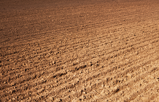Rural landscape. Row plowed field, sown with cereals or prepared for planting, brown earth, clay or loamy soil. Organic agriculture. Agricultural land. Agricultural background.