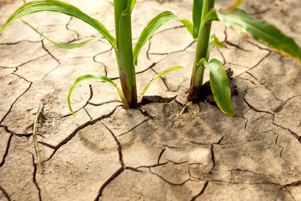 istock Corn field during drought, hot weather, cracked ground, dry soil. 1659939256