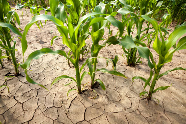 istock Corn field during drought, hot weather, cracked ground, dry soil. 1659939258