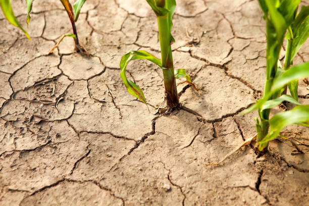 istock Corn field during drought, hot weather, cracked ground, dry soil. 1659939268