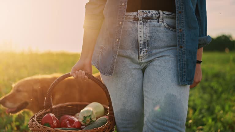 SLO MO Farmer Lifting Basket of Vegetables and Walking along Golden Retriever on Green Farm at Sunrise