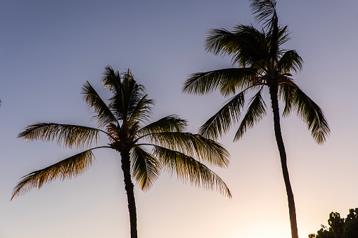 Silhouettes of palm trees and various objects are visible on Santa Monica Beach at sunset.