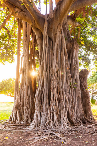 istock Old Banyan tree or strangler fig with sun light shining through on a golden sunset at Waikiki Beach 1659939704