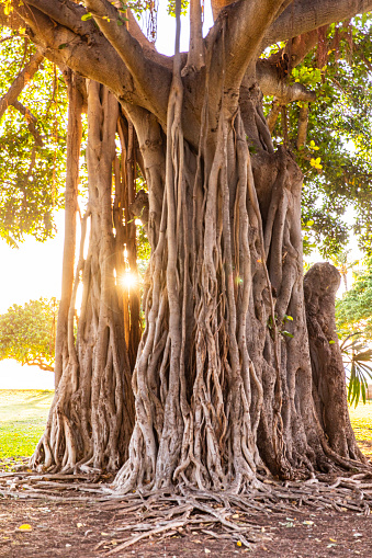 Old Banyan tree or strangler fig with sun light shining through on a golden sunset at Waikiki Beach, Oahu, Hawaii.