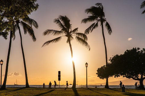 Silhouette of palm trees against the setting sun with people walking at Waikiki Beach, Oahu, Hawaii.