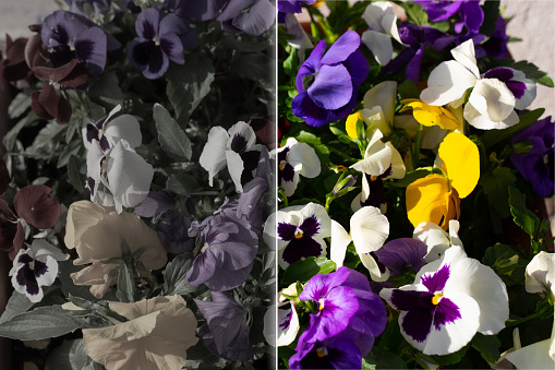 Simulation of the vision of a colorblind and normal vision. Before and after correction of color blindness with special glasses. Desaturated vision without color and vision of a healthy subject.