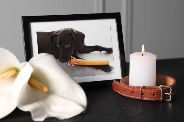 Frame with picture of dog, collar, burning candles and calla flowers on black table, closeup. Pet funeral Frame with picture of dog, collar, burning candles and calla flowers on black table, closeup. Pet funeral pet loss stock pictures, royalty-free photos & images