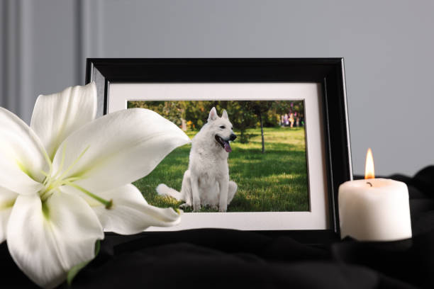 moldura com foto de cachorro, vela acesa e flor de lírio em pano preto, closeup. funeral de animais de estimação - pets loss dog frame - fotografias e filmes do acervo