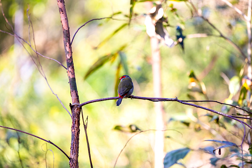 Small bird sitting on tree branch in sunny day, Red browed finch, background with copy space, full frame horizontal c composition