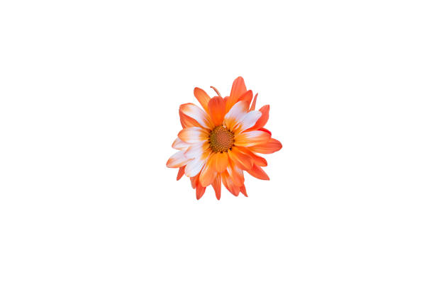 chrysanthemum flowers in the form of chamomile . orange color. Isolate on white.