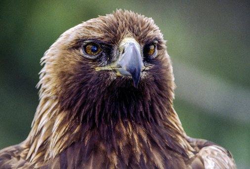The Gold Eagle is one of the largest, fastest and nimblest raptors in North America. Gold feathers gleam on the back of its head and neck; a powerful beak and talons advertise its hunting prowess.