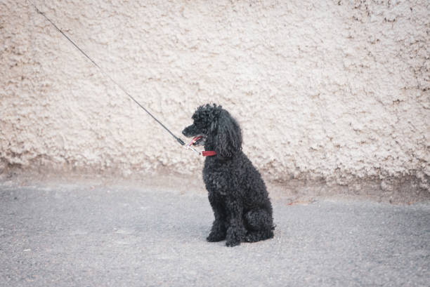 Close up black  poodle outdoors in street