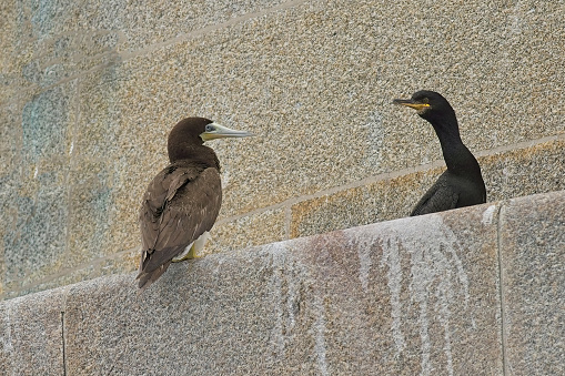 Brown Booby sitting on rock