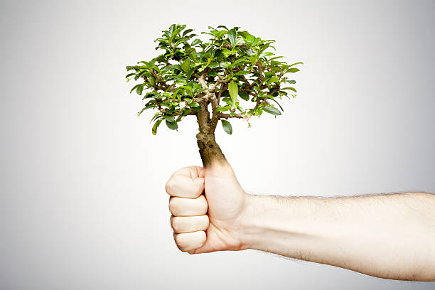 Green thumb Concept photograph of a human hand combinated with a bonsai tree. green fingers stock pictures, royalty-free photos & images