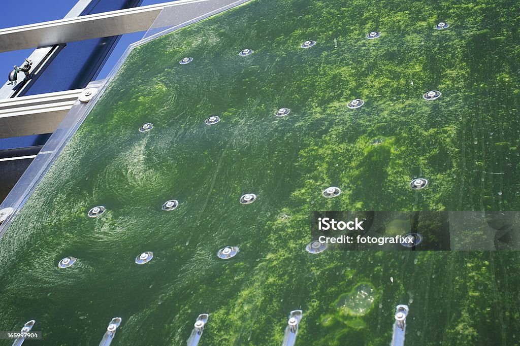 대체 에너지: micro 조류 - 로열티 프리 홍조 식물 스톡 사진