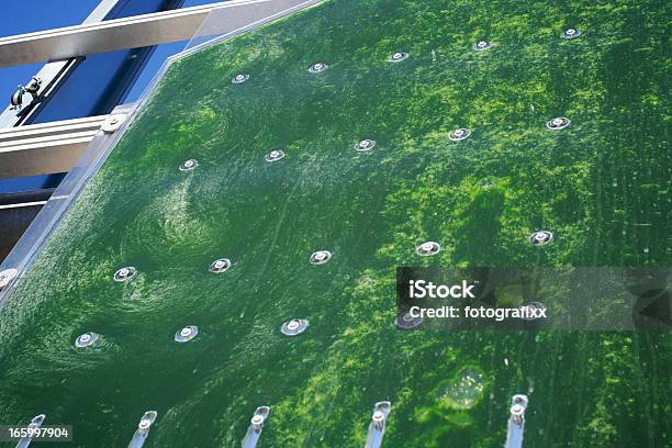Energia Alternativa Microalgas - Fotografias de stock e mais imagens de Alga vermelha - Alga vermelha, Alga, Biomassa - Energia renovável